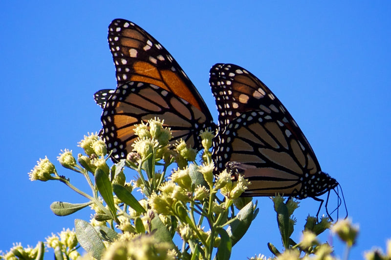 Motyl monarcha — zdjęcie 1 z 2