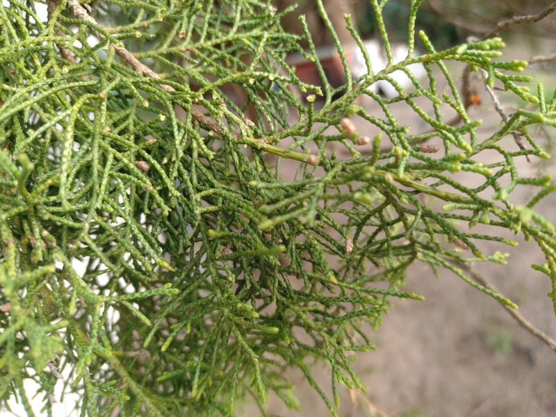 Orientalne drzewo życia — Bild 1