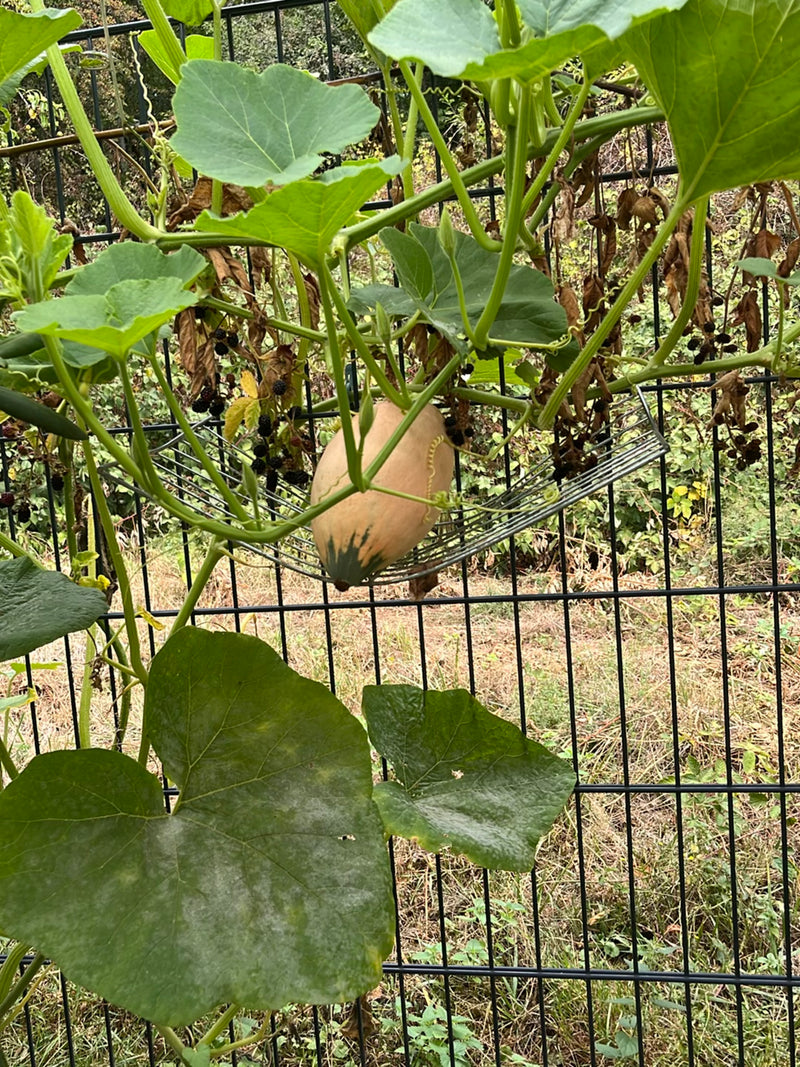 Moschus-Kürbis (Butternut-Kürbis) — Bild 1