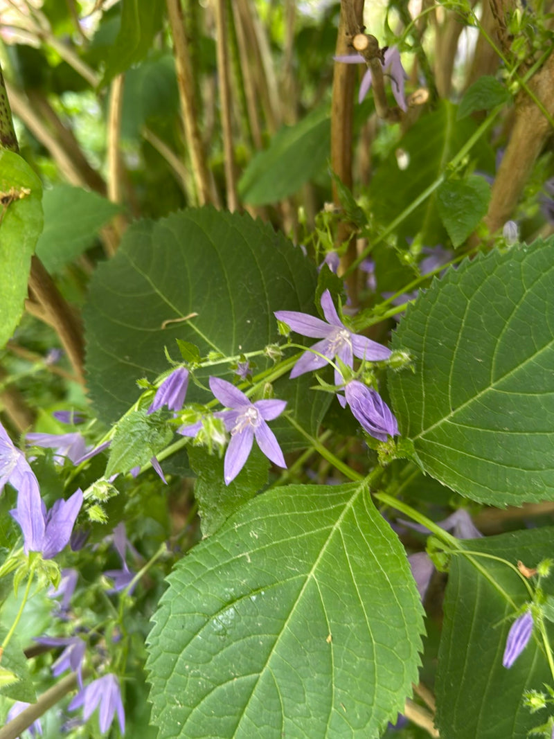 Nesselblättrige Glockenblume — Bild 2