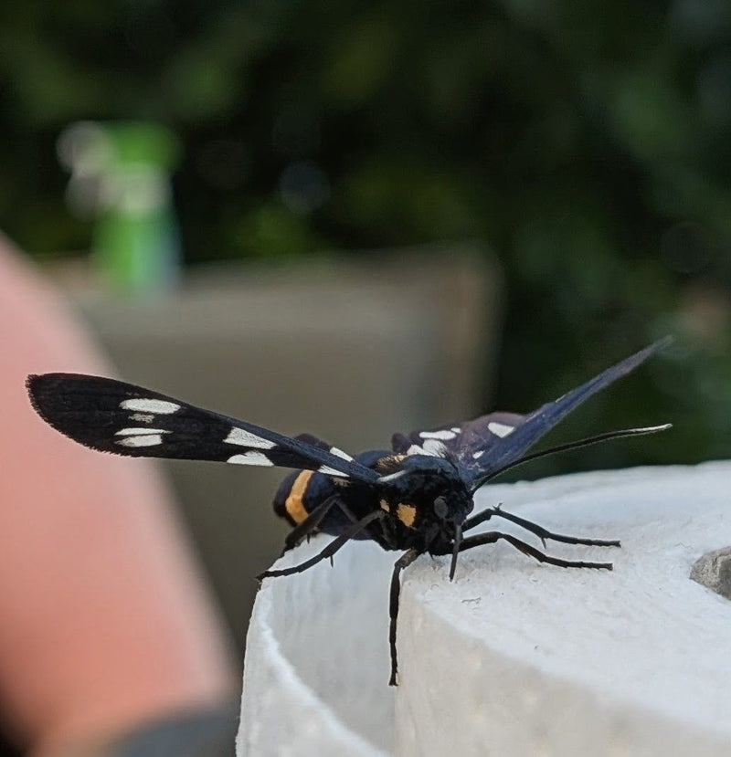 Dzierzba czerwonogrzbieta barana — Bild 5