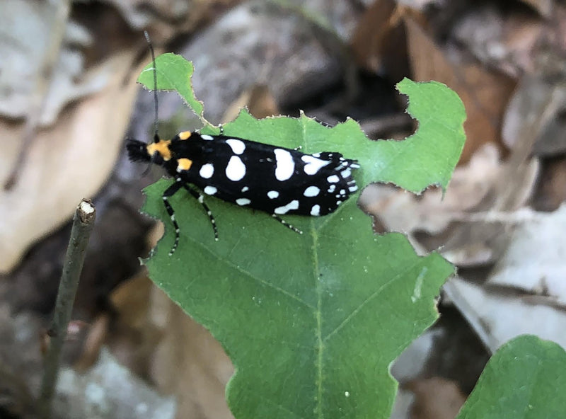 Dzierzba czerwonogrzbieta barana — Bild 5