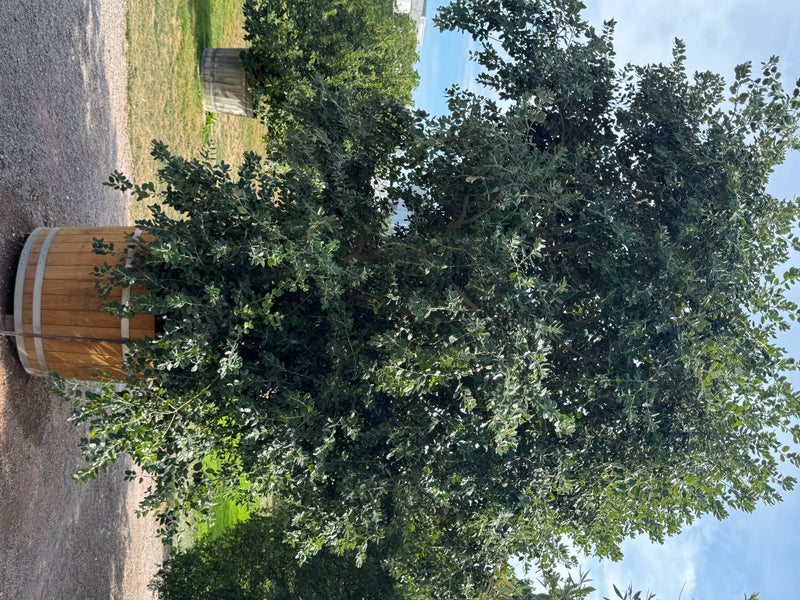 Neuseeländischer Eisenholzbaum — zdjęcie 2 z 2