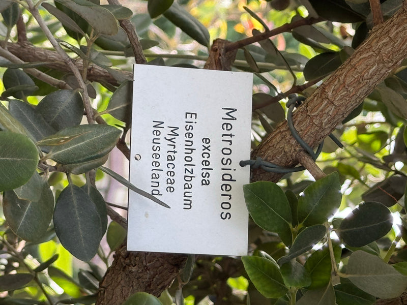 Neuseeländischer Eisenholzbaum — zdjęcie 1 z 2