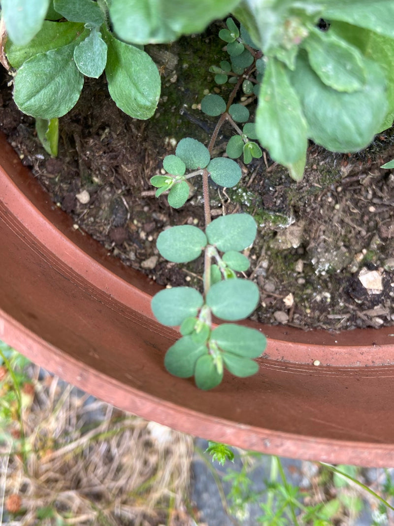 Wylew prostaty — Bild 1