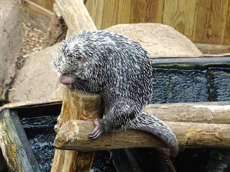 Nordamerikanisches Stachelschwein — Bild 1