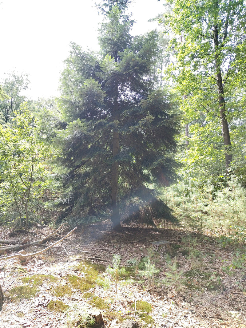 Jodła Nordmanna — Bild 1