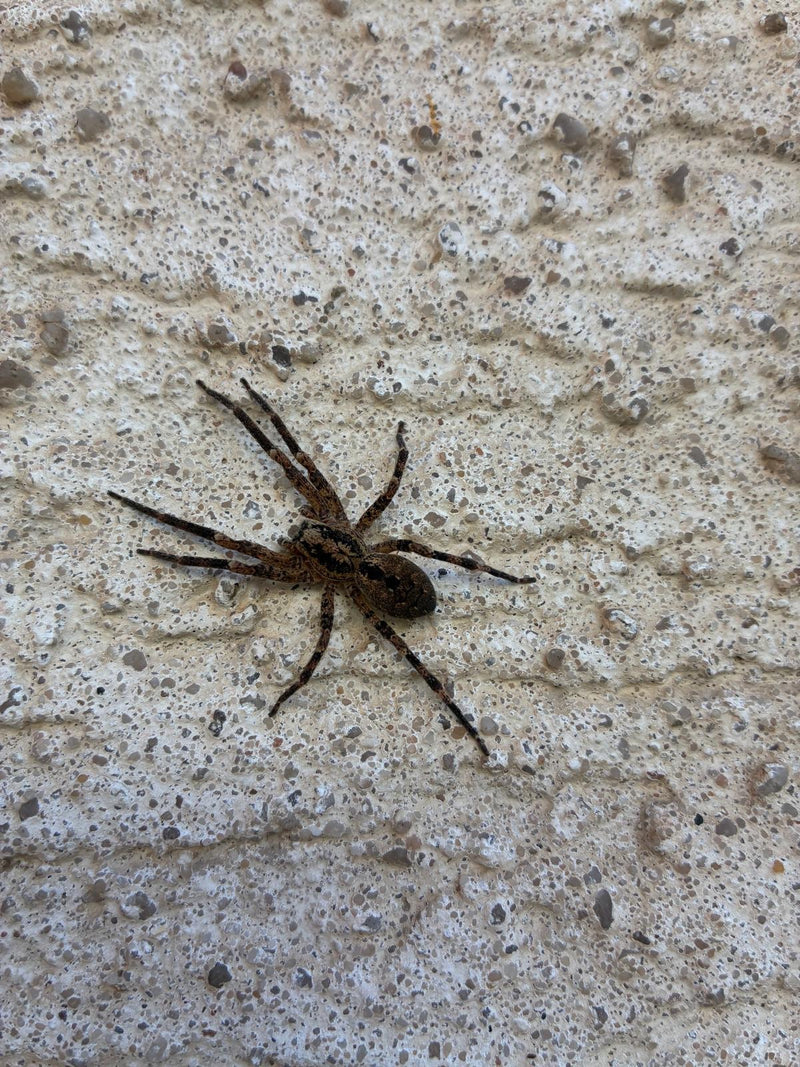Nosferatu (Zoropsis spinimana) siedzi z rozpostartymi odnóżami na chropowatej, jasnej ścianie.