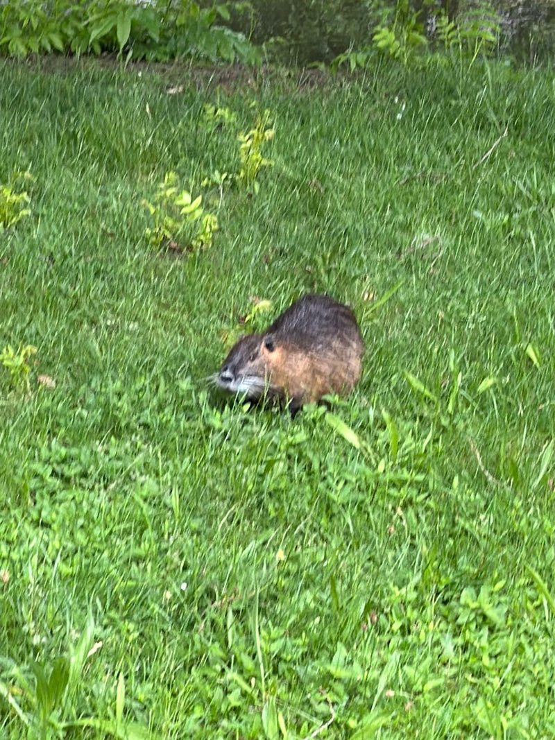 Nutria — Bild 1