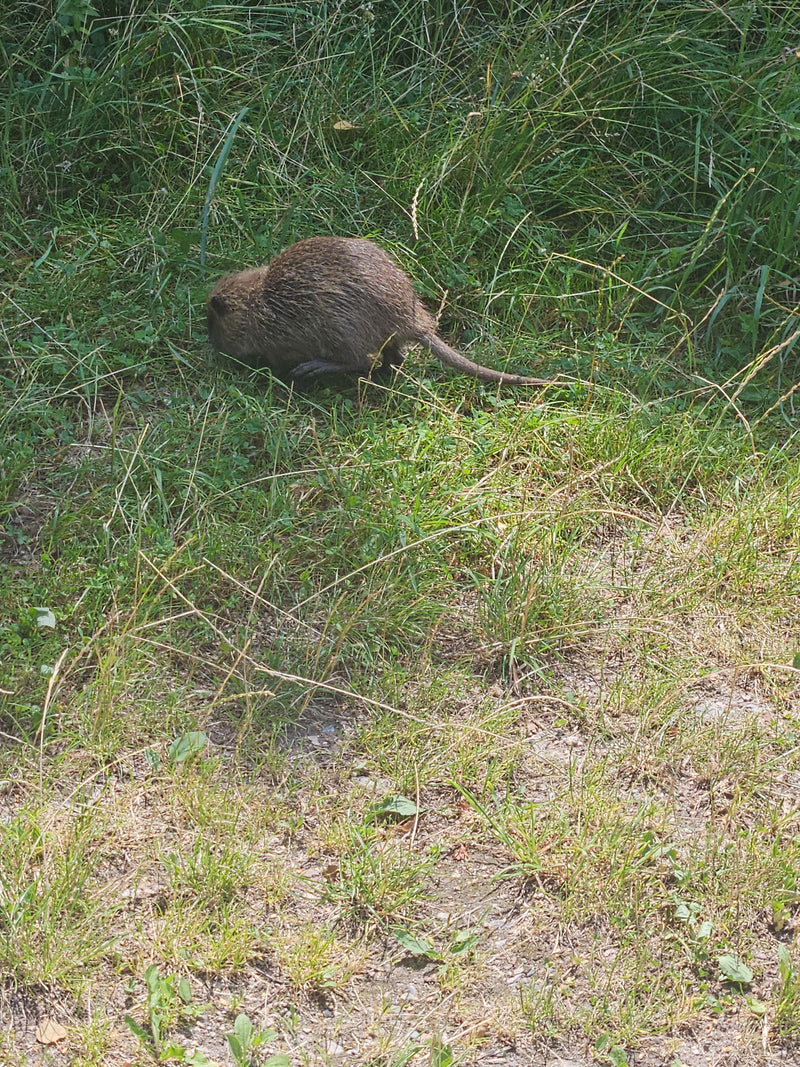 Nutria spaceruje w wysokiej trawie w poszukiwaniu pożywienia. Gryzoń jest widoczny z góry.