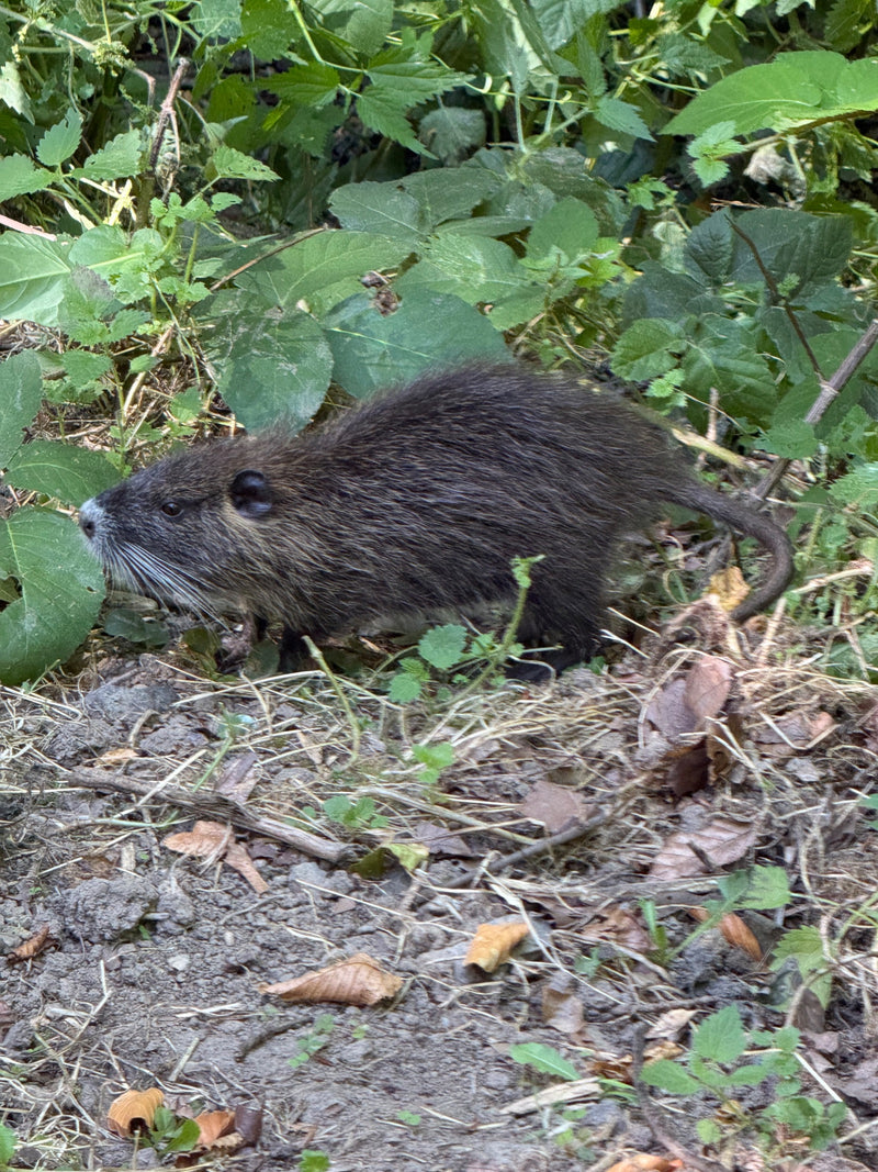 Nutria spaceruje po ziemi wśród zielonych liści i podszyitu. Gryzoń jest dobrze widoczny z boku.
