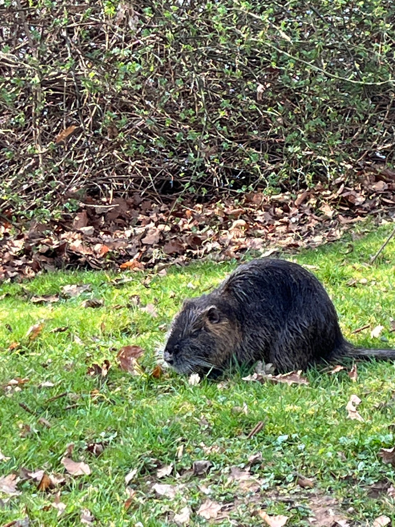 Nutria siedzi na łące przed krzakiem i żeruje w trawie.