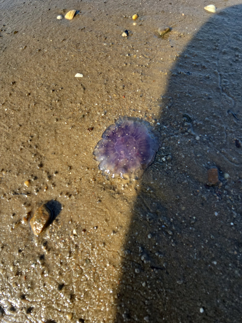 meduza ucha — Bild 2