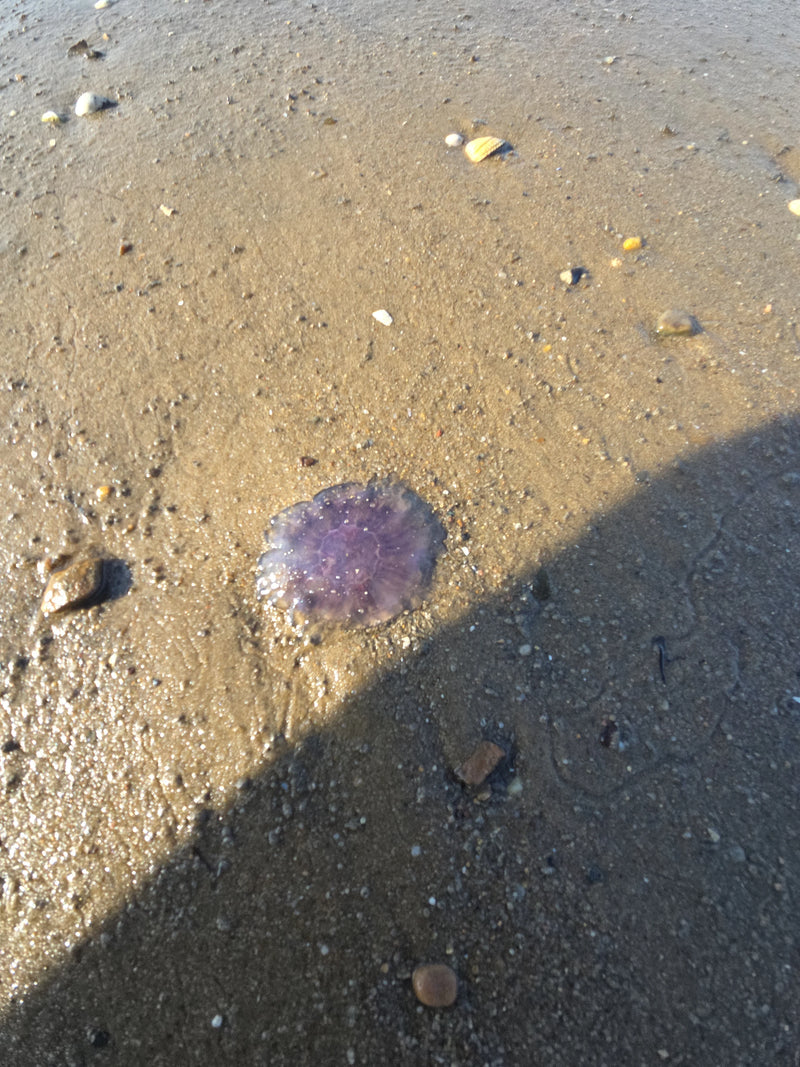 meduza ucha — Bild 3