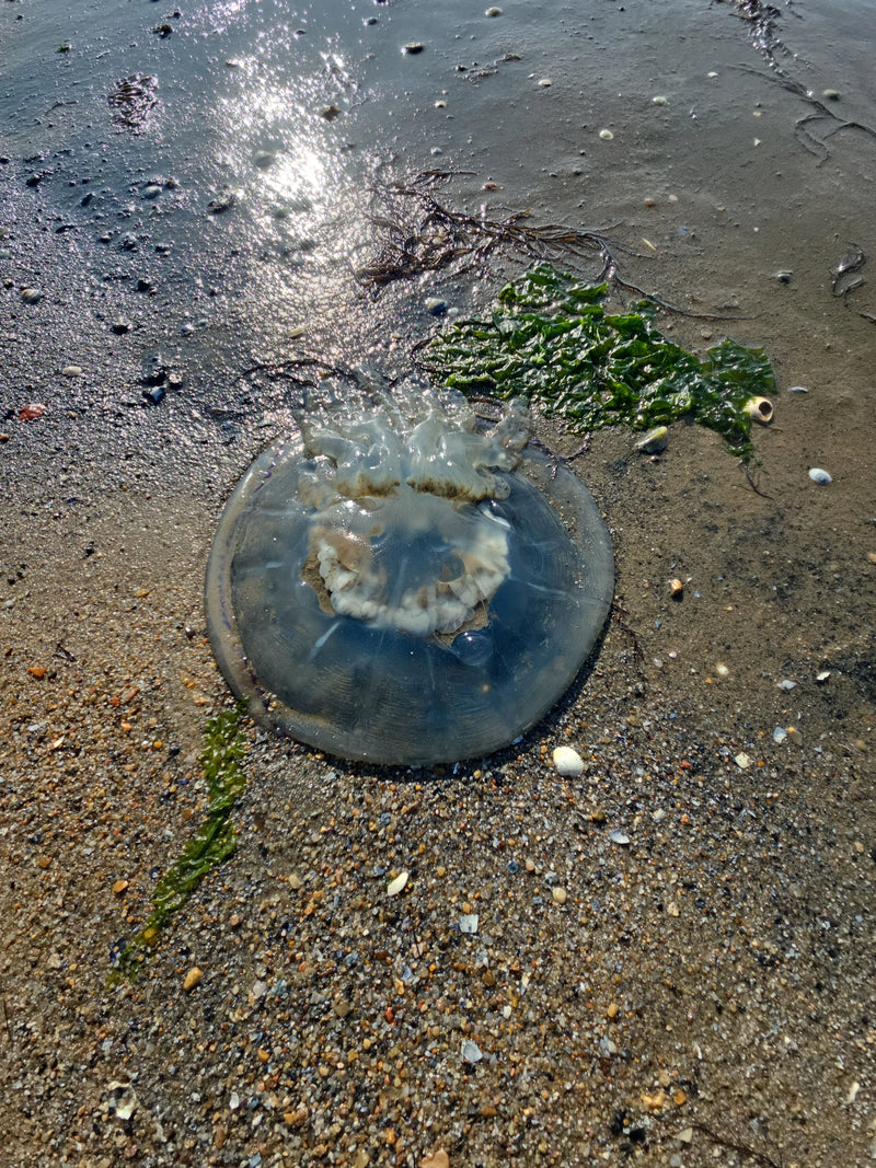 meduza ucha — Bild 1