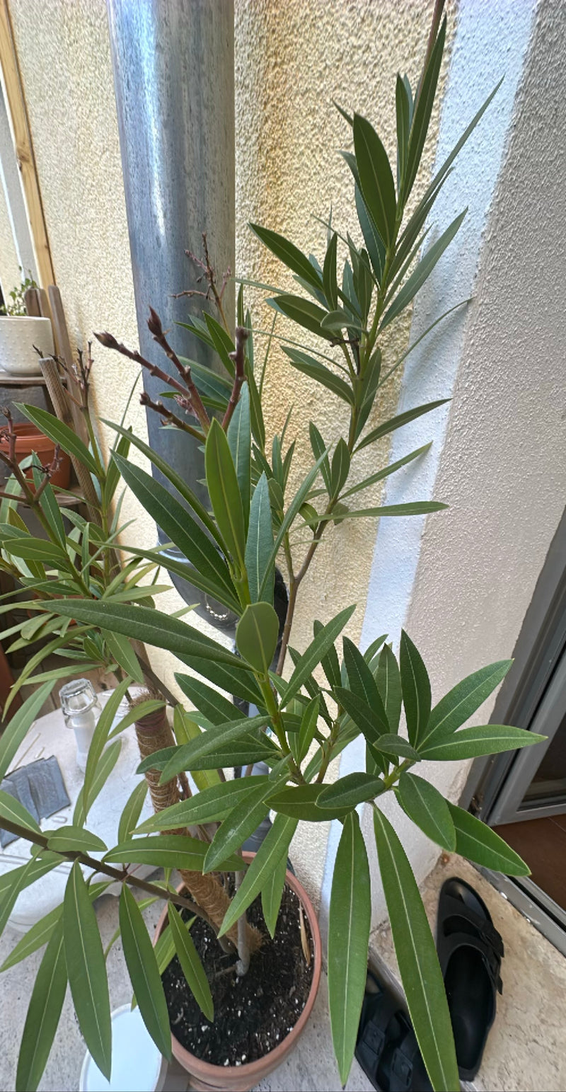 oleander — Bild 1