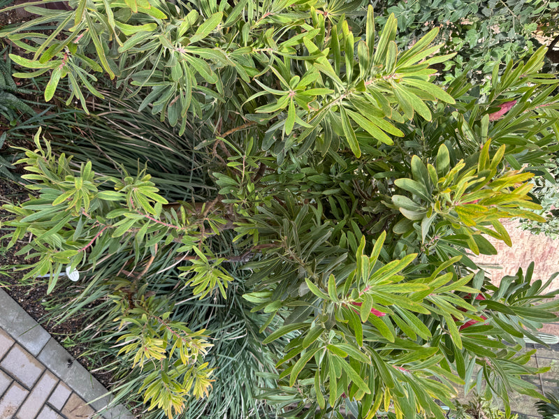 Oleander-Protea — zdjęcie 2 z 2