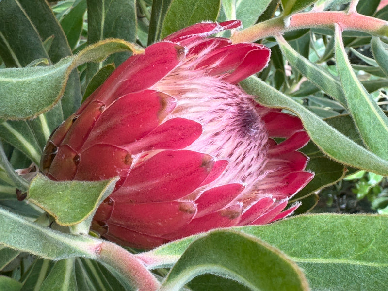Oleander-Protea — zdjęcie 1 z 2