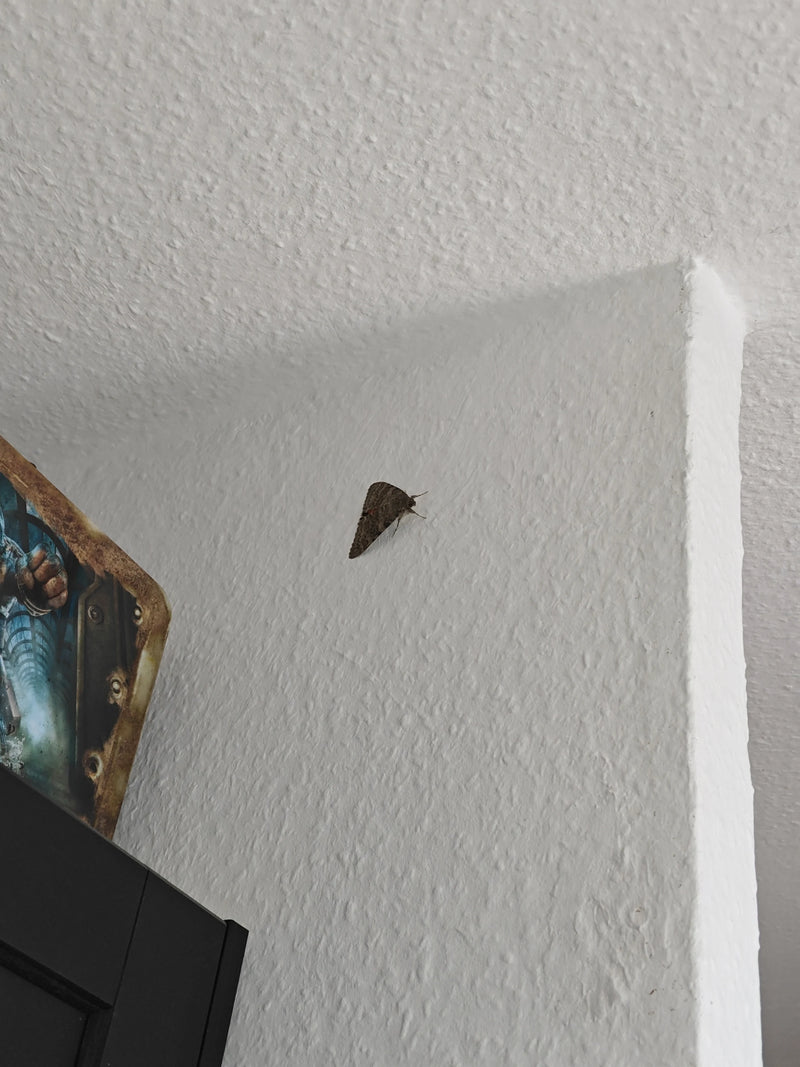 Wstążka — Bild 2