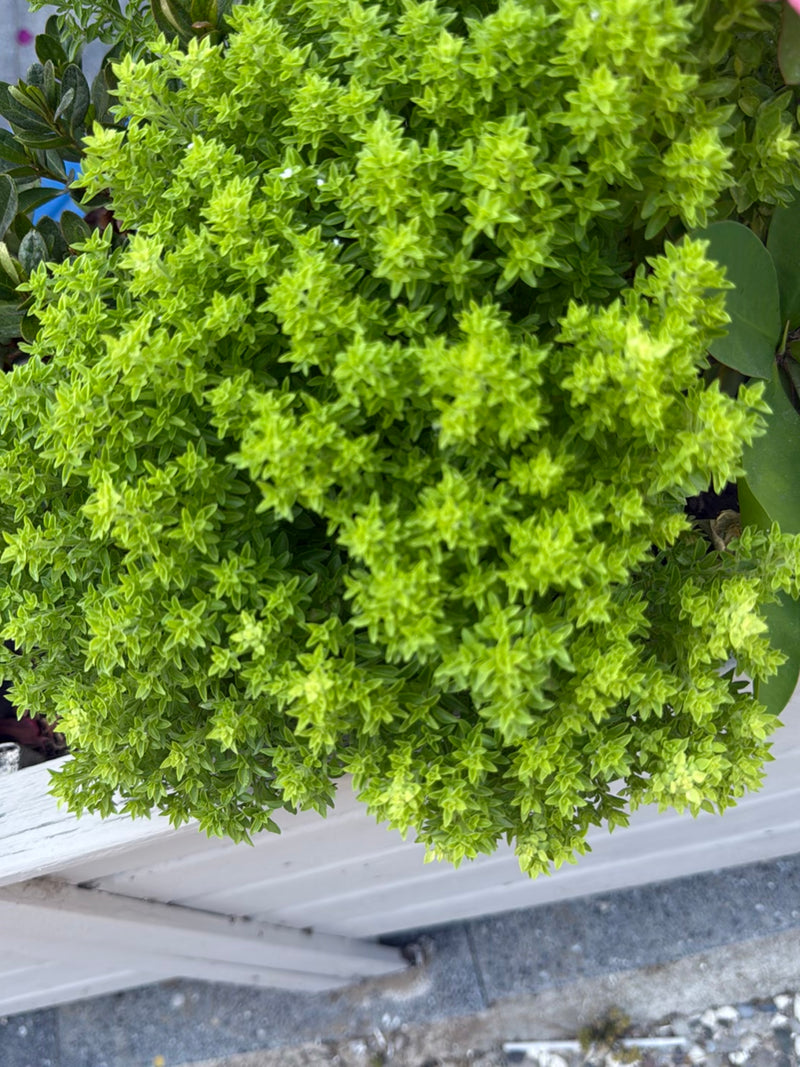 oregano — zdjęcie 3 z 21