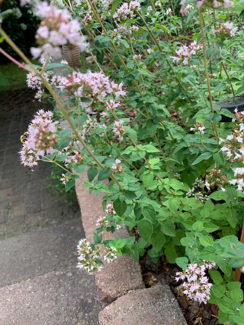 oregano — zdjęcie 2 z 21