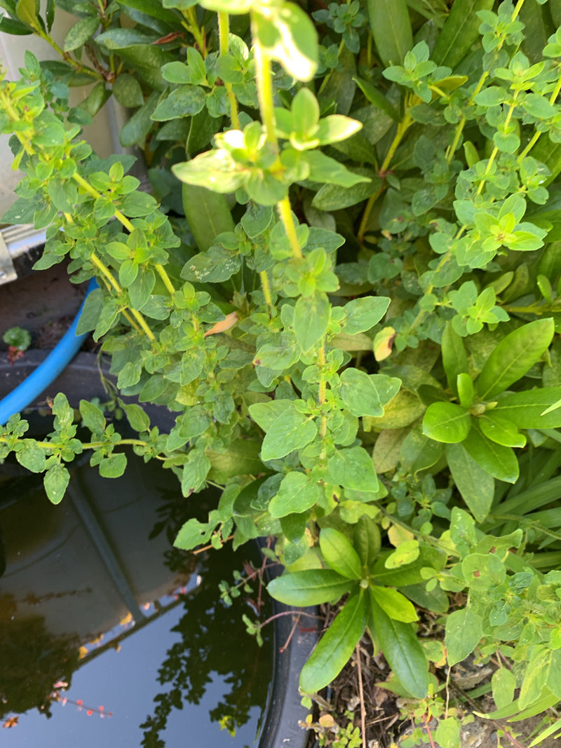 Oregano — Bild 5