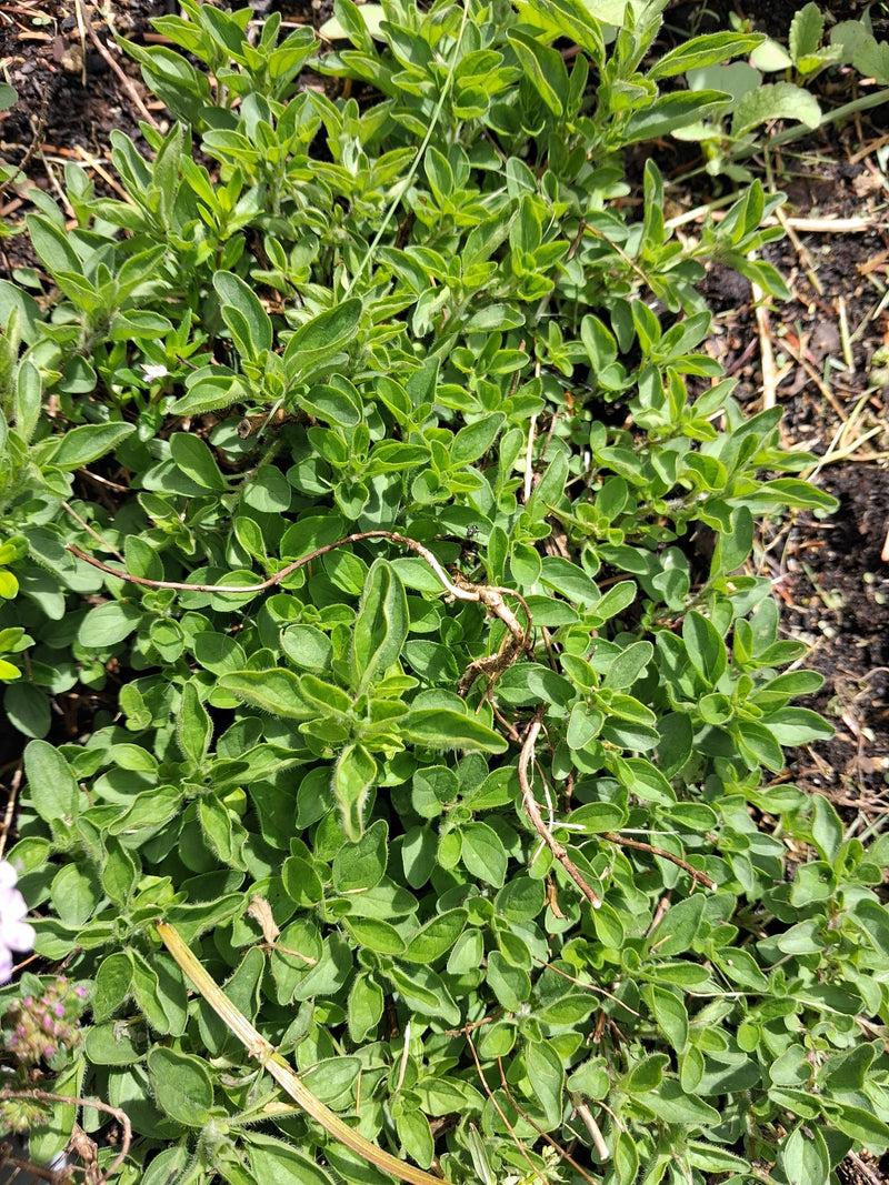 oregano — Bild 2