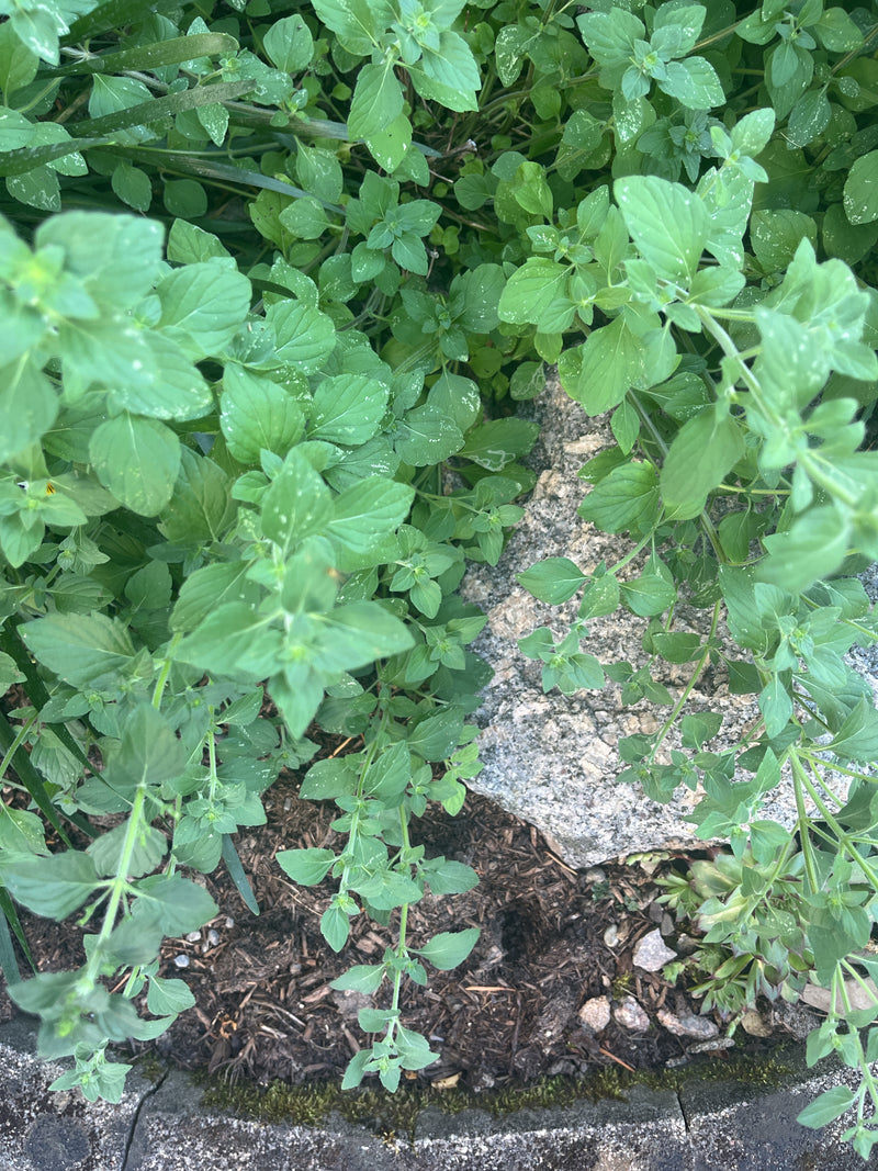 oregano — Bild 3