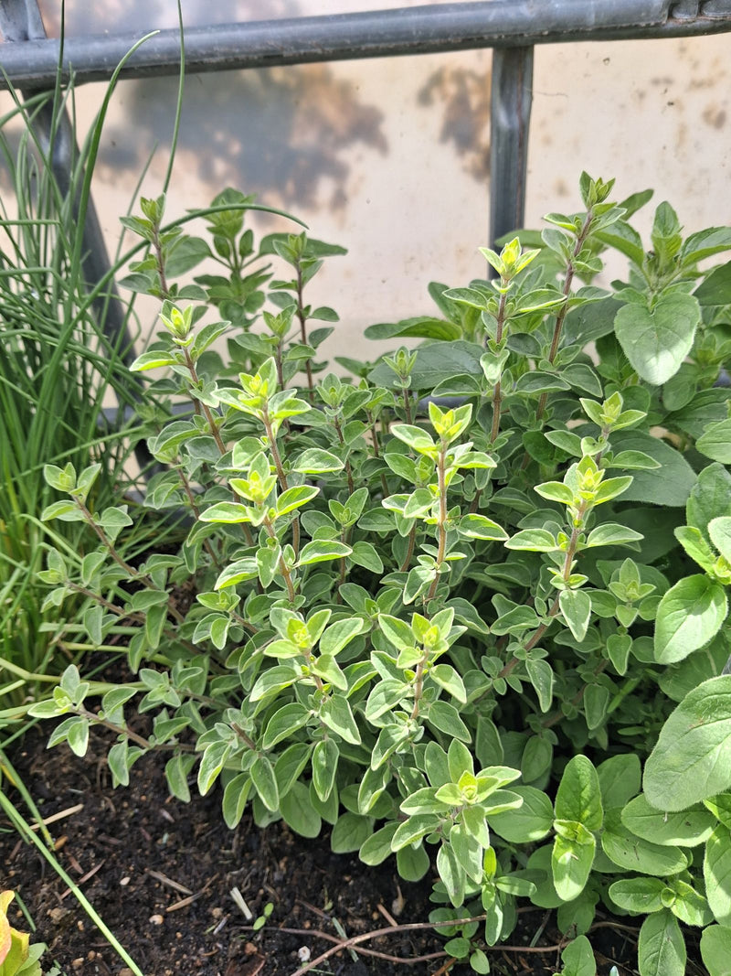 oregano — Bild 1