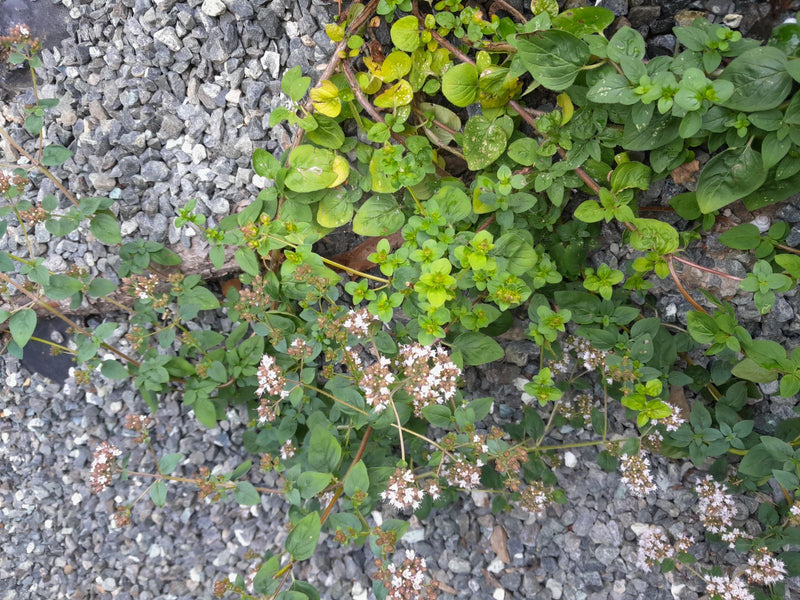 oregano — zdjęcie 5 z 21