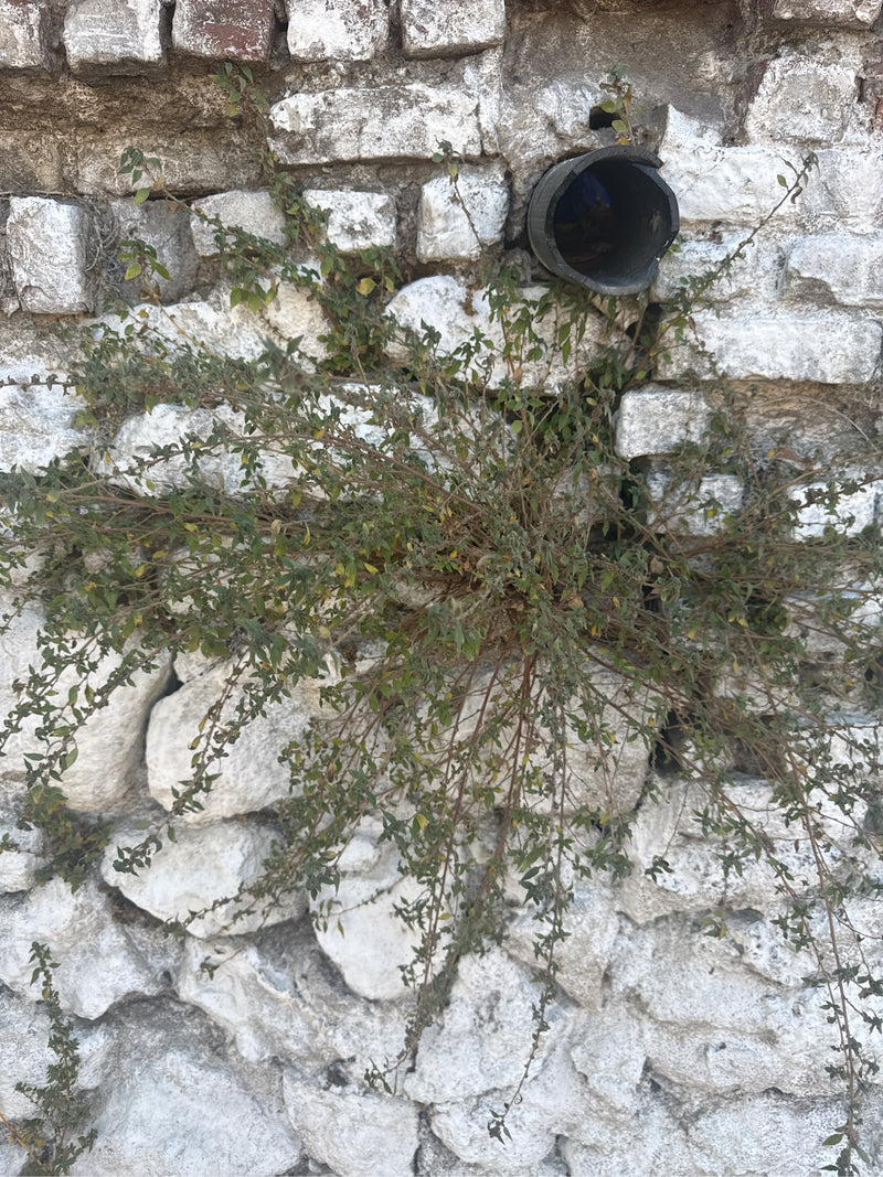 Oregano (Dost) — Bild 2