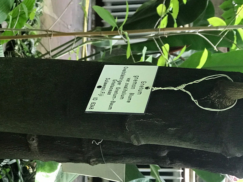 Ovalblättriger Gnetum-Baum — zdjęcie 1 z 2