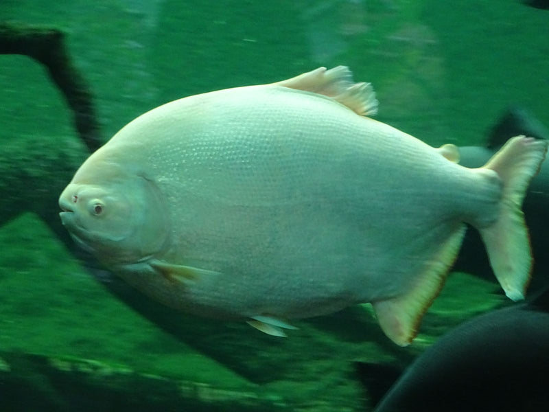 Pacu — Bild 1