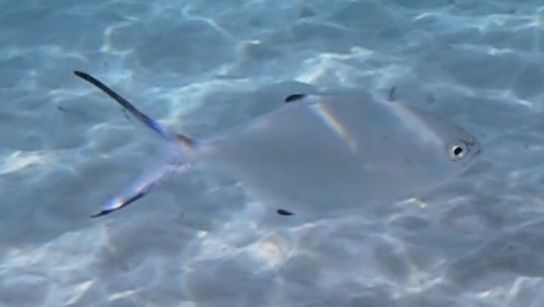Palometa — zdjęcie 1 z 1