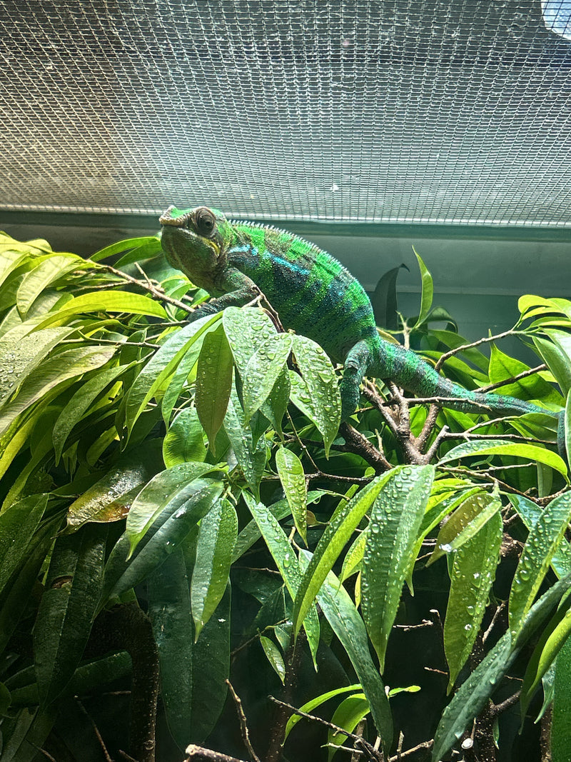 Kameleon Pantera — Bild 1