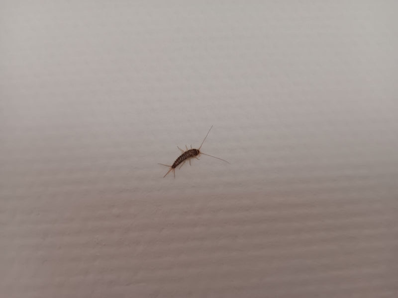 Ctenolepisma longicaudata — Bild 1