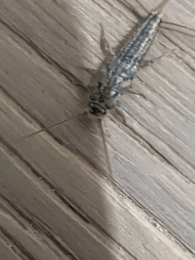 Rybik szary (Ctenolepisma longicaudatum) widoczny z góry, spoczywający na drewnianej powierzchni.