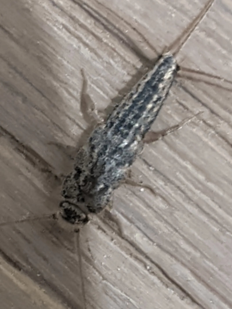 Rybik szary (Ctenolepisma longicaudatum) widoczny z góry, spoczywający na podłodze o strukturze drewna.