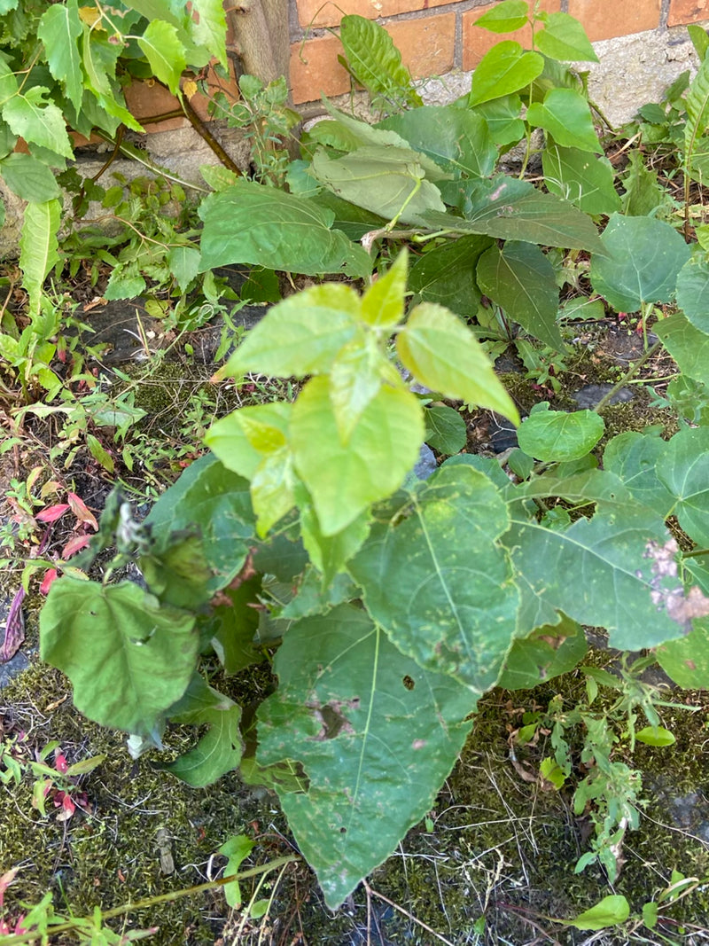Papierowe drzewo morwowe — Bild 1