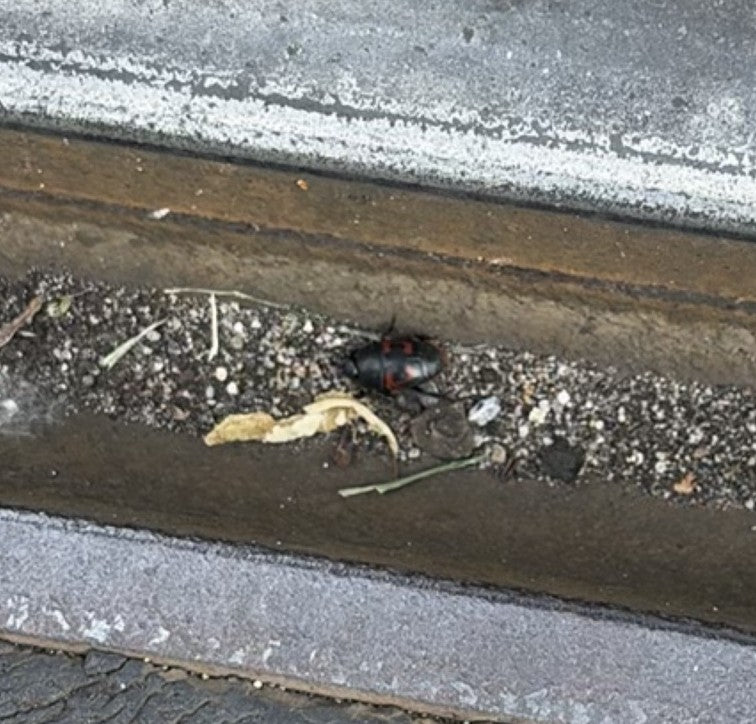 Stokrotkowiec osikowy siedzi na ziemi w wąskiej szczelinie. Zwierzę jest rozpoznawalne, ale wydaje się dość małe na zdjęciu.