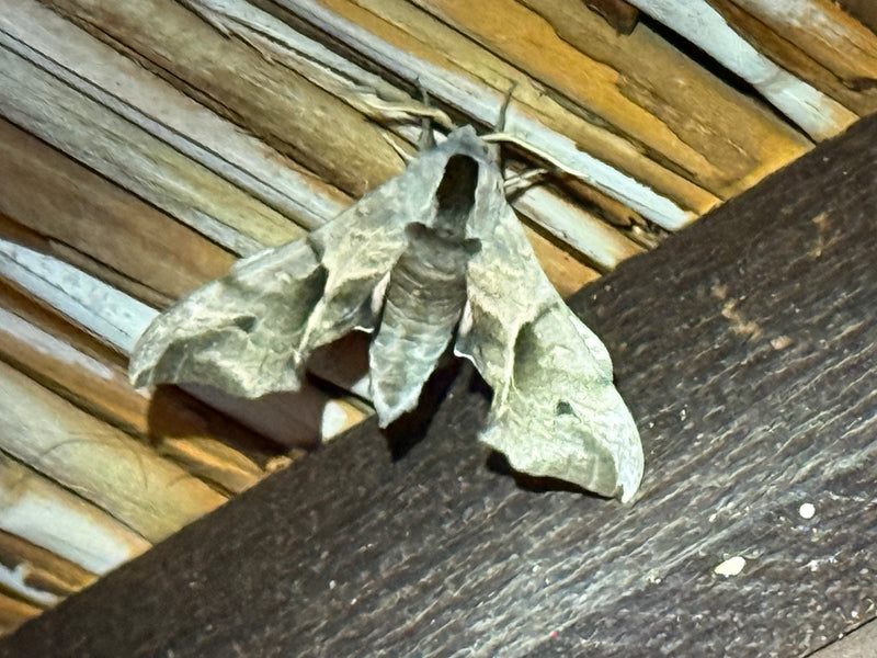 Topola Hawkmoth — Bild 1