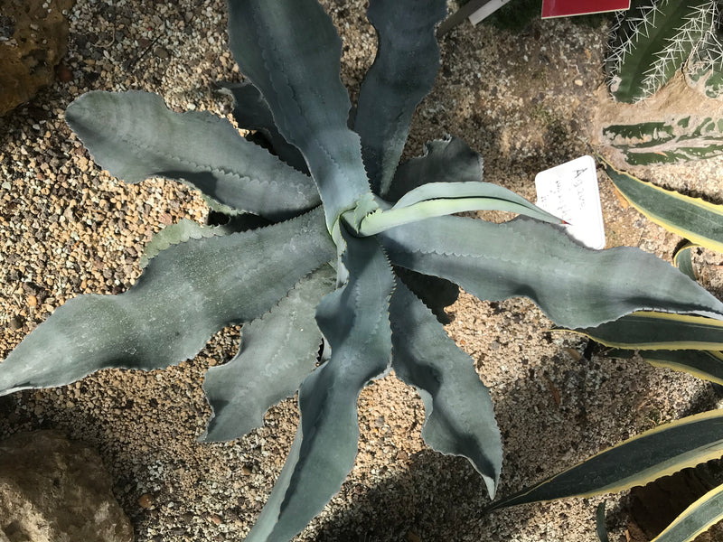 Parry-Agave — zdjęcie 2 z 2
