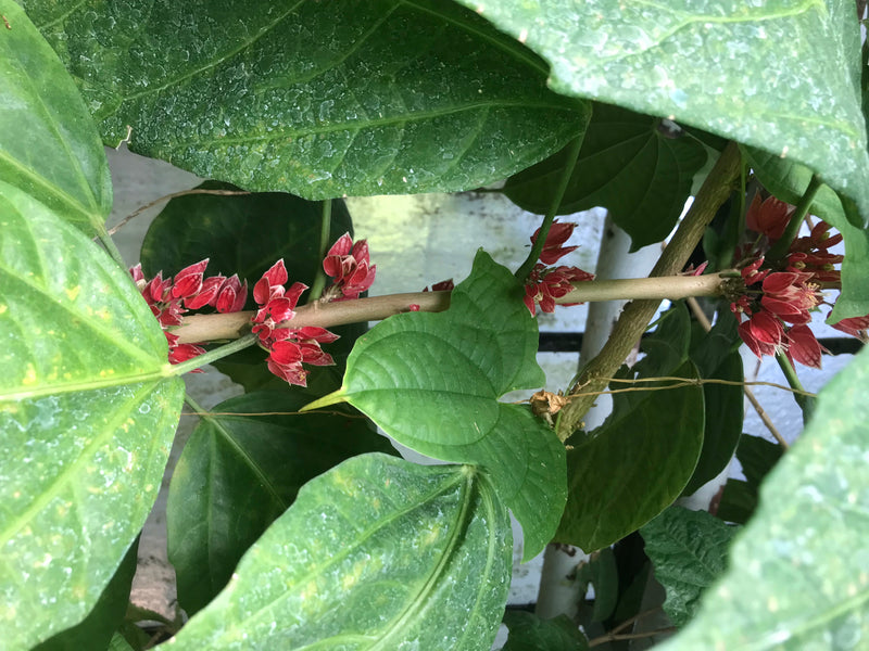 Pavonia cauliflora — zdjęcie 4 z 4