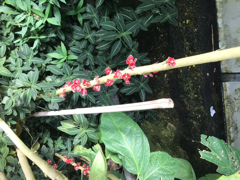 Pavonia cauliflora — zdjęcie 2 z 4