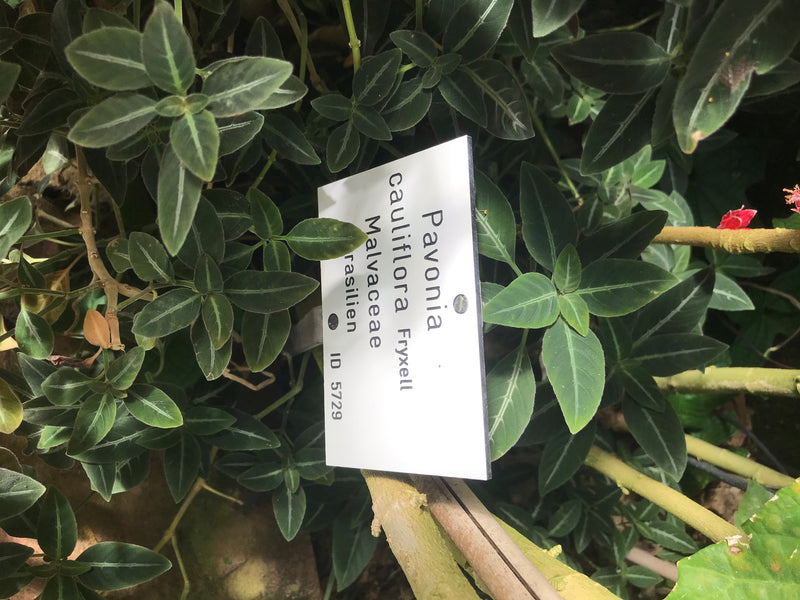 Pavonia cauliflora — zdjęcie 3 z 4