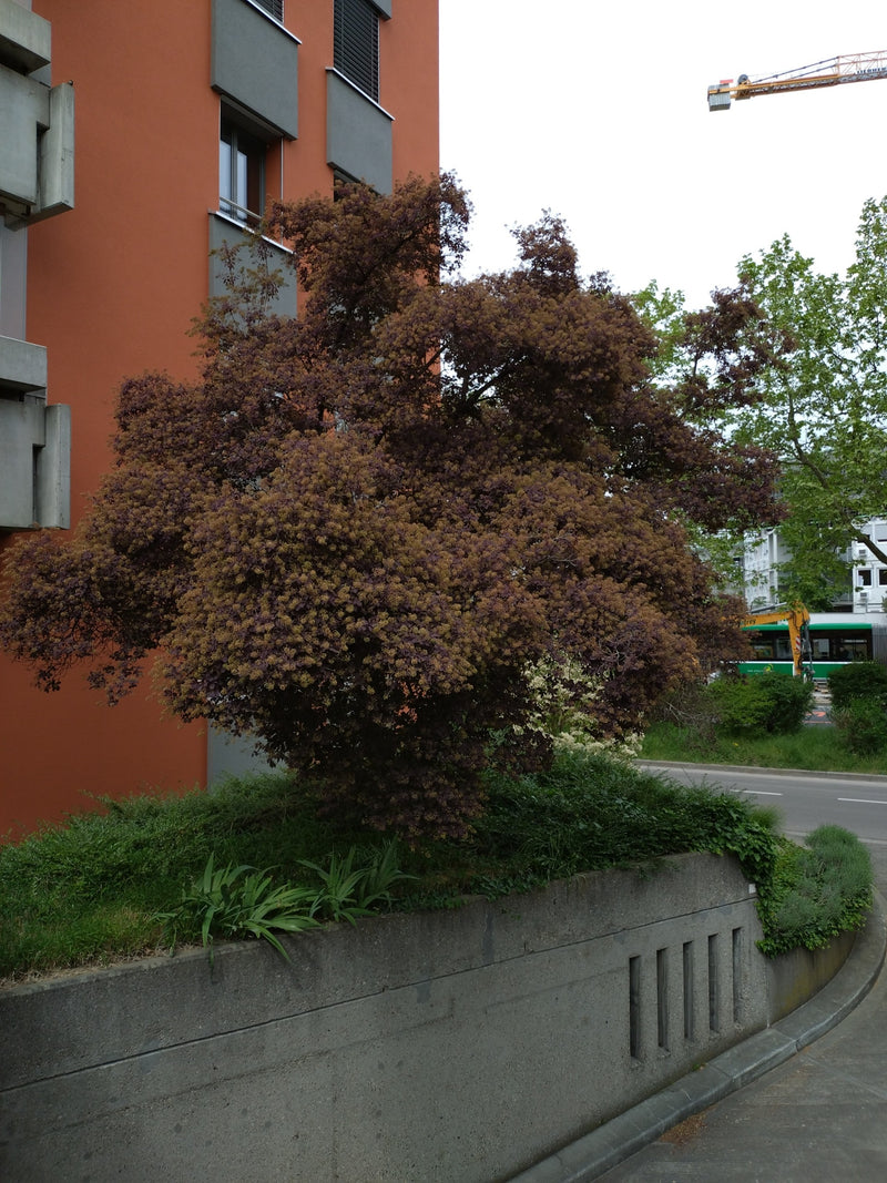 Peruwiański krzak — Bild 1
