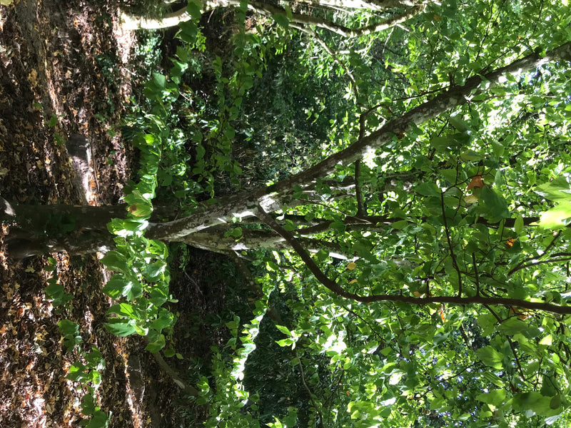Persischer Eisenholzbaum — zdjęcie 2 z 4