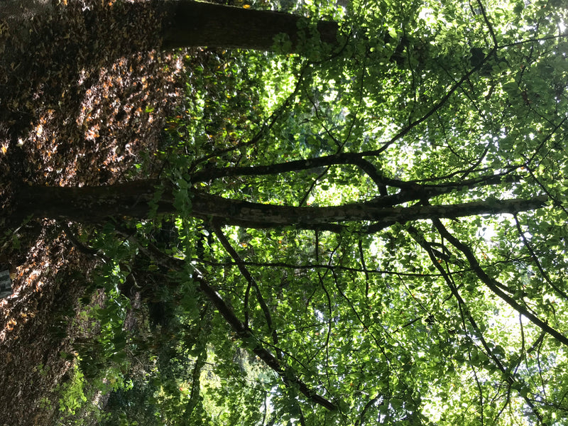 Persischer Eisenholzbaum — zdjęcie 1 z 4