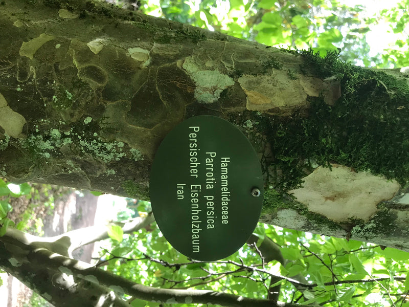 Persischer Eisenholzbaum — zdjęcie 4 z 4