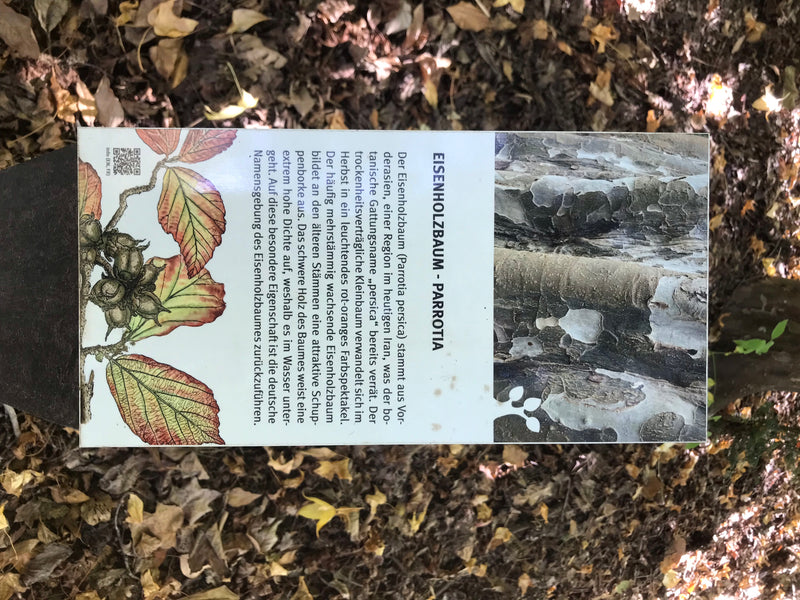 Persischer Eisenholzbaum — zdjęcie 3 z 4